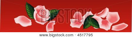 Banner di Rose Rosa