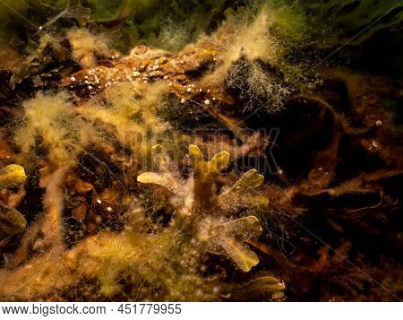 Fucus Vesiculosus Or Bladderwrack Lit Up By Rays Of Sunlight Penetrating The Water. Picture From The