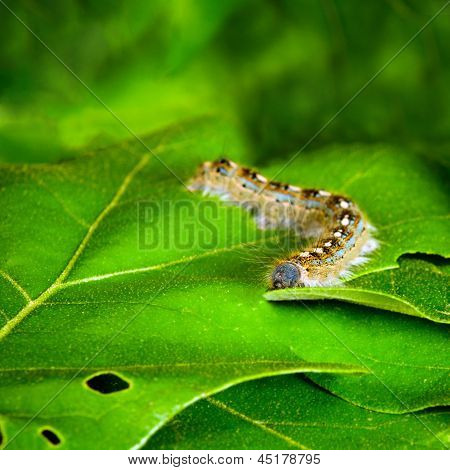Immagine macro di moth caterpillar tenda di foresta, malacosoma disstria