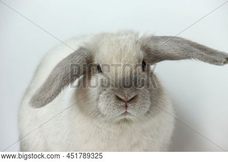 Close Up Of White Lop-eared Rabbit On White Background