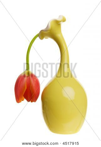 Kulhání Tulipán