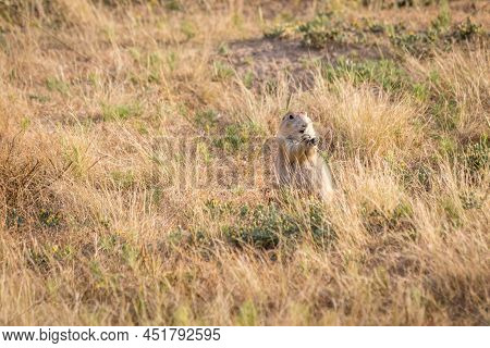 A Close Up Of Prairie Dog Eating Grass