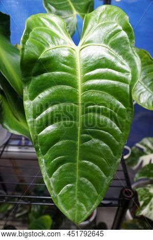 Beautiful Ribbed And Green Leaf Of Anthurium Veitchii Wide Version