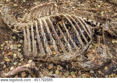 Ribcage Of A Carcass From A Decaying Moose That Was Poached