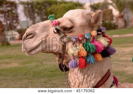Camel má hlavu s barevnými uzdu