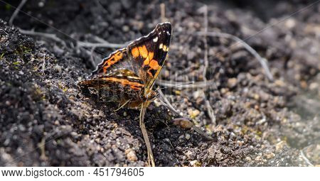 Beautiful Red Admiral Butterfly Perched On The Ground In Horton Plains National Park.