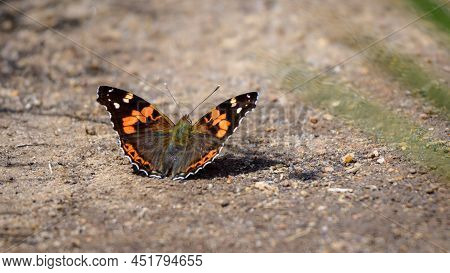 Indian Red Admiral (vanessa Indica) Butterfly Bask In The Warmth Of The Sun While Sipping Salts And 