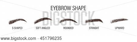 Female Eyebrows. Various Forms And Types. Arch Brows Shapes. Linear Vector Illustration In Trendy Mi