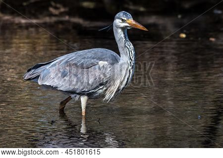 Grey Heron, Ardea Cinerea, A Massive Gray Bird Wading Through A Flat Lake Searching For Fish, With F