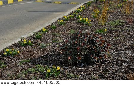 Perennial Beds With Miniature Bunches Of Daffodils In A Bark Mulched Flower Bed On A Hill. Stones An