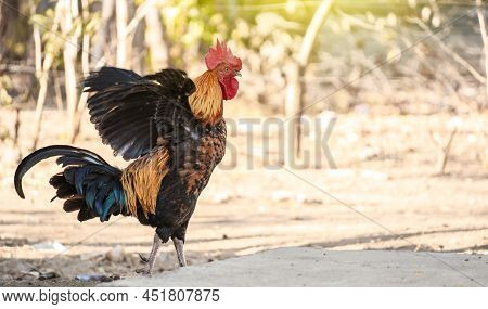Beautiful Purebred Rooster Spreading Its Wings, A Farm Rooster In The Yard Spreading Its Wings, A Pu