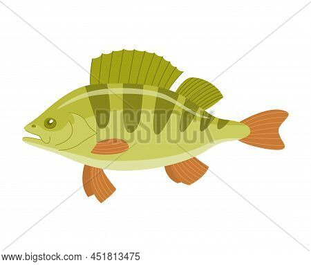 River Fish Perch Isolated On A White Background