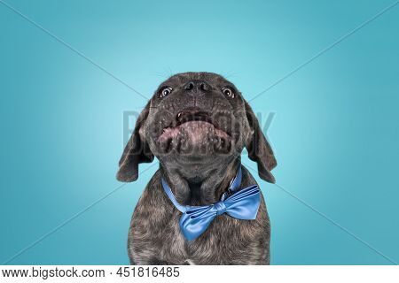 Crazy Portrait Of Brindle Cane Corso Dog Puppy, Siting Up Facing Front Wearing A Blue Satin Bow Tie 