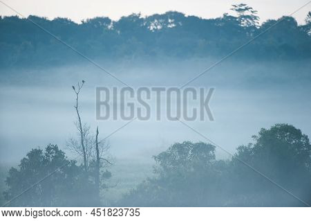 Couple Large Cuckooshrike Mating On The Branch Of Bare Tree In The Morning Mist. Wildlife Sanctuary 