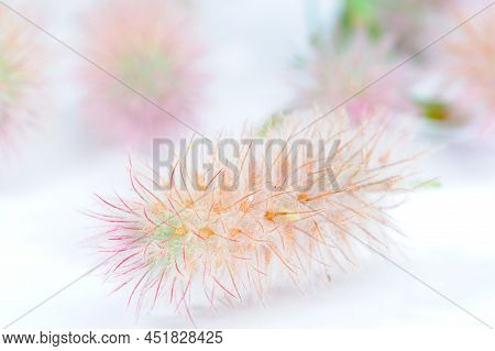 Trifolium Arvense Fluffy Pink Flowers. Beautiful Wild Pink Flowers Close-up. Hare's-foot Clover, Rab