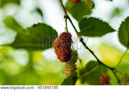 Silkworm Mulberry, Russian Mulberry, White Mulberry Or Morus Alba, Also Known As Mori Folium When Us