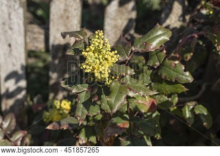 Close-up Of The Inflorescence Of An Oregon Grape Or Holly Leaved Mahonia With Yellow Buds