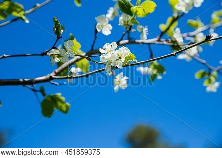Apple Trees Flowers. The Seed-bearing Part Of A Plant.spring Flower Natural Landscape With White Flo