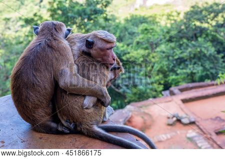 Group Of Sri-lankan Toque Macaque Or Macaca Sinica In Wild
