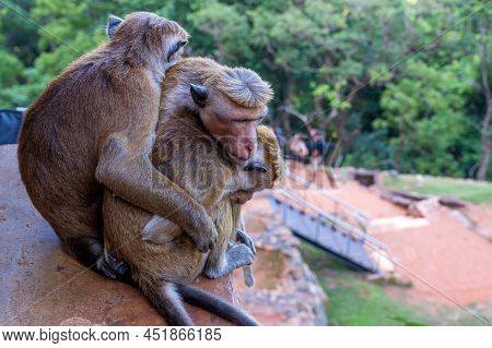 Group Of Sri-lankan Toque Macaque Or Macaca Sinica In Wild