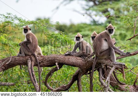 Gray Langur Or Semnopithecus Priam Thersites Sits On Tree