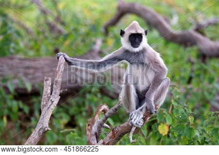 Gray Langur Or Semnopithecus Priam Thersites Sits On Tree