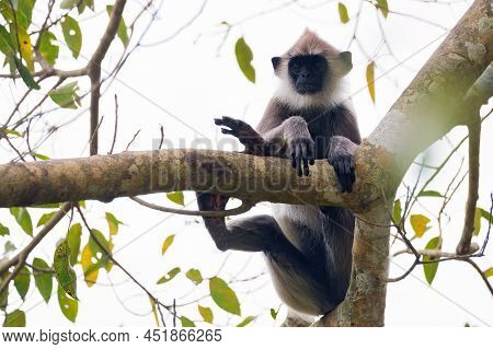 Gray Langur Or Semnopithecus Priam Thersites Sits On Tree
