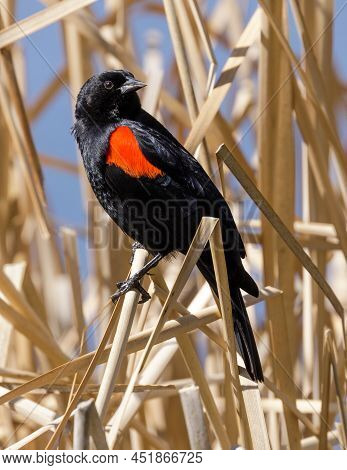 Red-winged Blackbird Adult Male Perched On Marsh Grass. Santa Clara County, California, Usa.