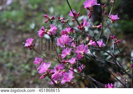 Rhododendron Dilatatum Flowers. Ericaceae Deciduous Shrub. Pink Flowers Bloom Before The Leaves From
