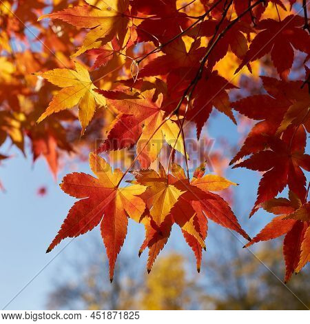 Japanese Maple, Acer Palmatum With Bright Coloration In A Park In Autumn