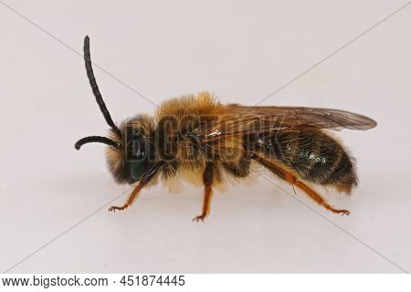 Detailed Closeup On A Brown Hairy Male Grey-gastered Mining Bee Against A White Background
