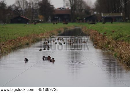 Ducks In The Water In Winter Time