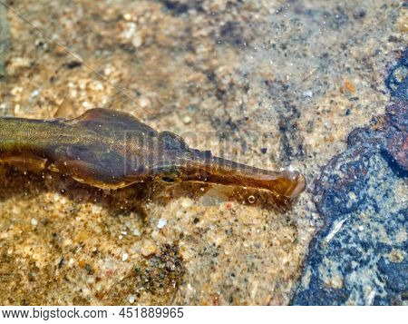 pipe fish, long and small fish with long snout, funny fish in natural habitat (syngnathus acus)