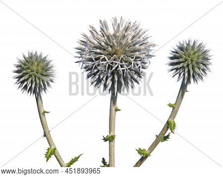 Flower Head Of Globe Thistle Isolated On White, Echinops Sphaerocephalus