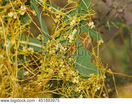 The Greater Dodder Or European Dodder, Parasitic Plant. Cuscuta Europaea