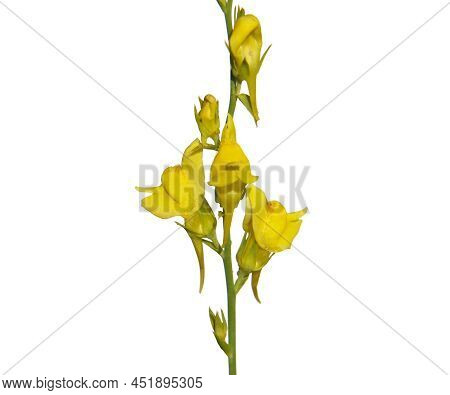 Yellow Flower Of Broomleaf Or Broom-leaved Toadflax Isolated On White, Linaria Genistifolia