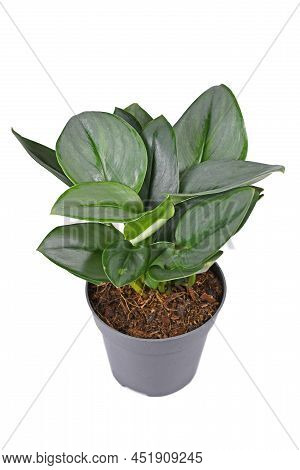 Tropical Houseplant With Botanic Name  'scindapsus Treubii Moonlight' In Pot On White Background