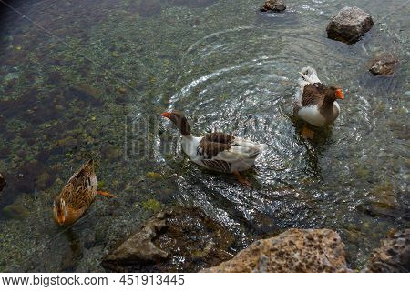 Akyaka, Mugla, Turkey: Ducks Swim In The Azmak River In The Village Of Akyaka.