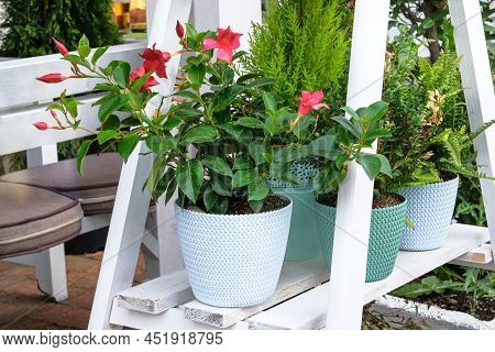 Pot With Decorative Flowerplants In Outdoor Cafe In European-style. Landscaping And Decoration In Ca