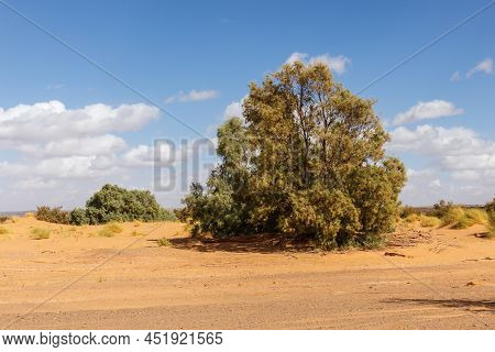Tamasrisk Tree In The Sahara Desert, Morocco. Tamarix Aphylla