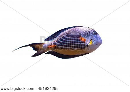 Sohal Surgeonfish Of Family Acanthuridae From Red Sea In Egypt. Acanthurus Sohal Species Living In R