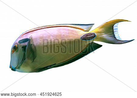 Orange Shoulder Tang Of Acanthuridae On White Background. Acanthurus Olivaceus Species Living In Tro