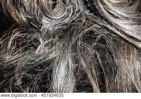 Premature Greying Of Hair Or Aging Concept