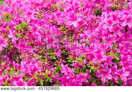 Blooming Azalea Flowering Shrub With Pink Bloom Flower Background