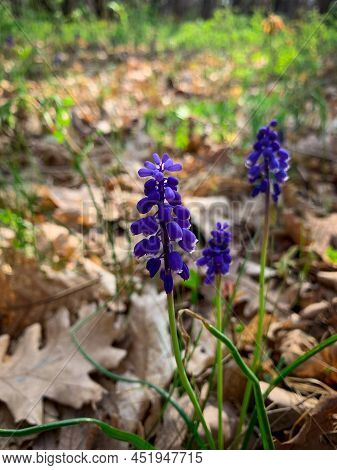 Blue Grape Hyacinths Known As Muscari Botryoides. Early Spring Purple Wild Flowers.