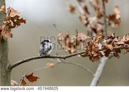 A Long-tailed Tit Sitting On A Branch Of A Tree At The Mönchbruch Pond In A Natural Reserve In Hesse