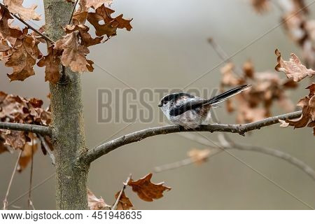 A Long-tailed Tit At A Feeding Place At The Mönchbruch Pond In A Natural Reserve In Hesse Germany.