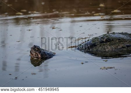 A Single Snapping Turtle Swimming In A Pond.
