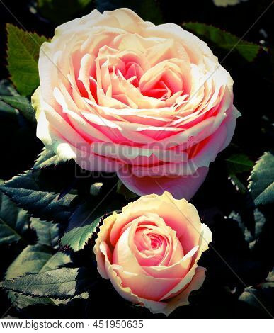 Two Big Roses In The Garden With An Antique And Vintage Effect