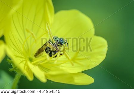 A Sweat Bee Enjoying The Pollen From A Flower.